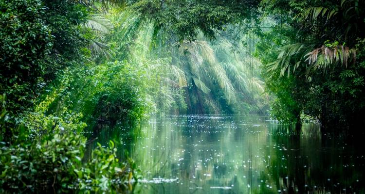 Une voie navigable tranquille entourée d'une forêt tropicale luxuriante aux verts éclatants.