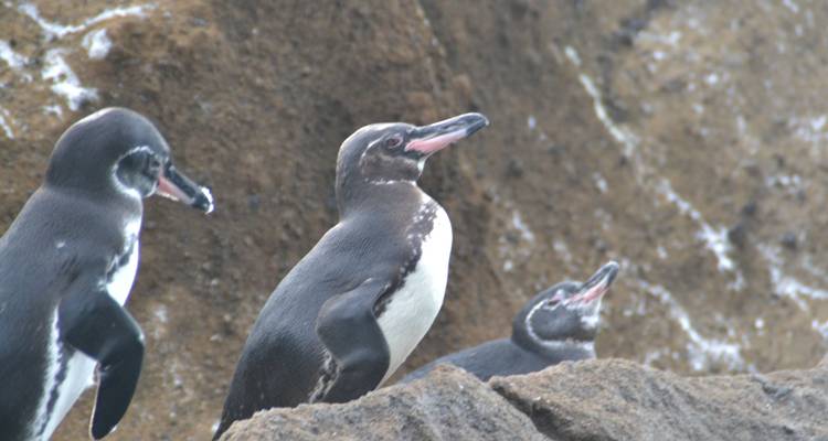 Three Galápagos penguins standing on coastal rocks with a blurred cliff wall behind them.