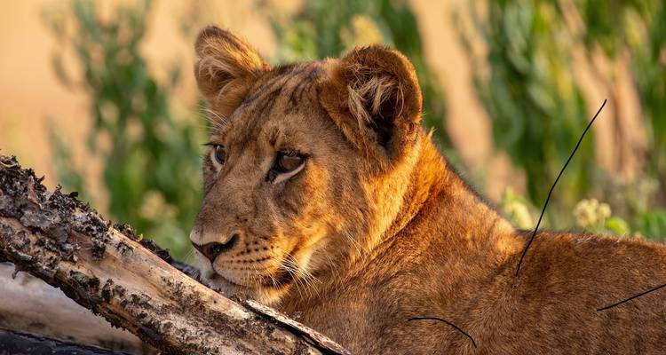 Lion cub resting on a log.