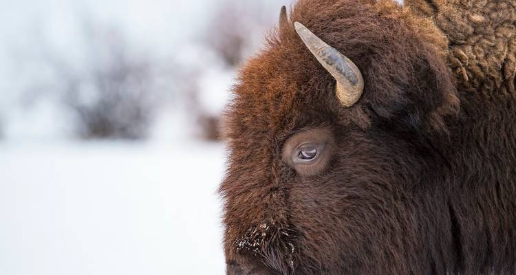 Nahaufnahme eines Bisons in einer verschneiten Umgebung.
