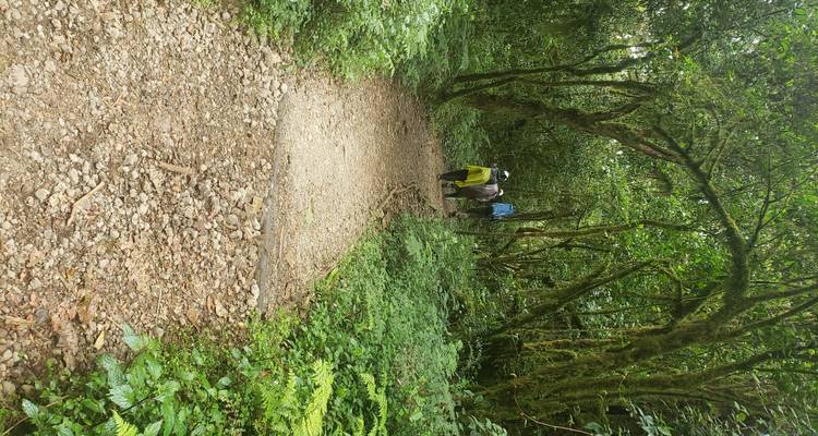 Wanderer auf einem schroffen Waldweg.