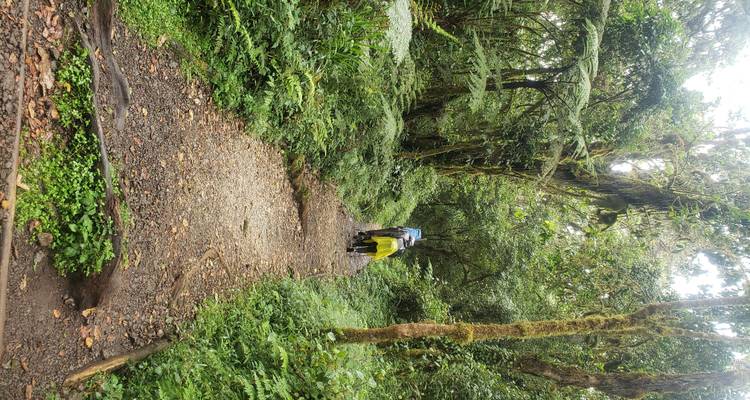Wanderer, die auf einem Waldweg gehen.