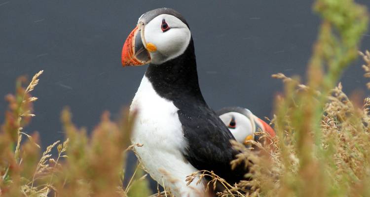 Close-up of puffins in a natural habitat.