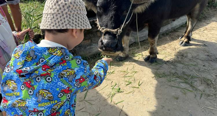 Un niño pequeño alimenta con hierba fresca a un búfalo manso junto a un sendero de tierra.