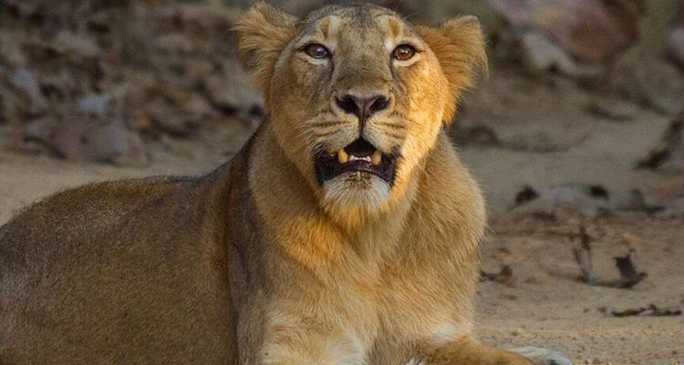 León descansando en suelo arenoso con expresión curiosa.