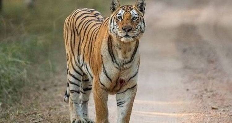 Tigre caminando con confianza por un sendero de tierra.