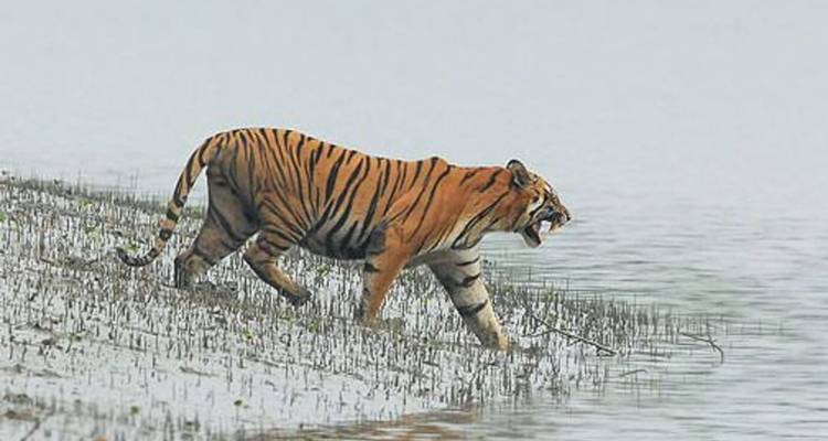 Tigre caminando a lo largo de la orilla herbosa del río.