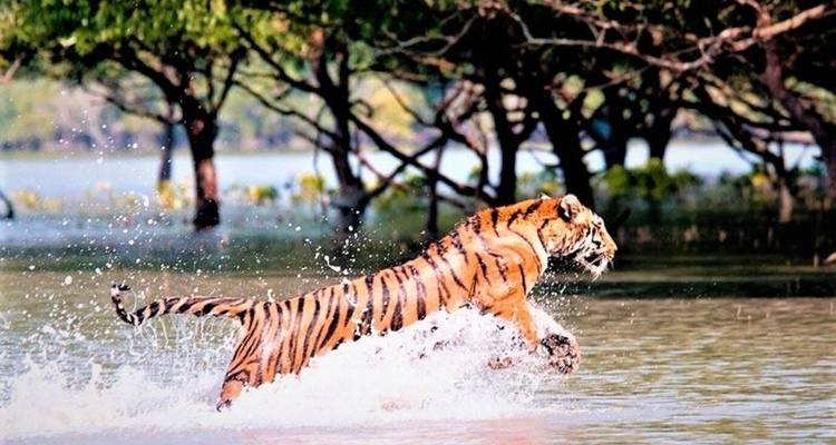 Tigre saltando a través del agua con árboles en el fondo.
