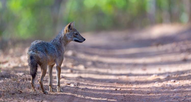 Animal salvaje parado en un sendero de tierra en una zona boscosa.