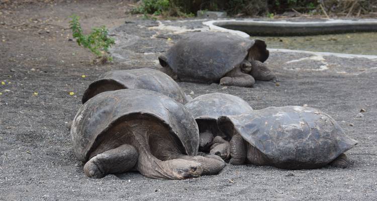 Riesenschildkröten ruhen auf sandigem Boden.