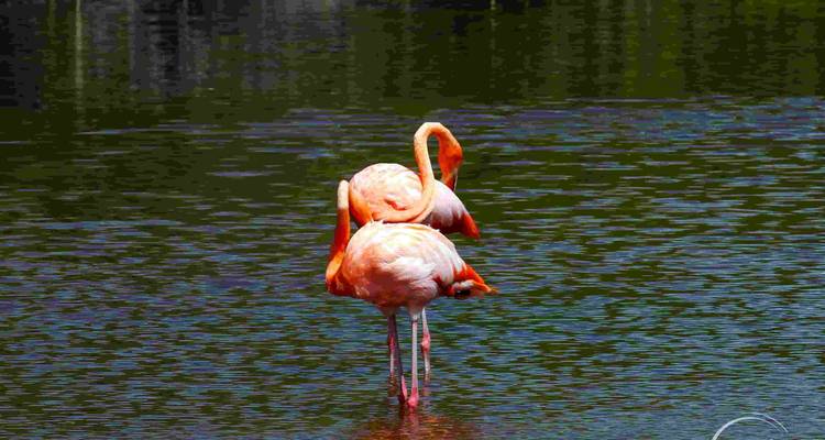 Flamingos, die im Wasser stehen.
