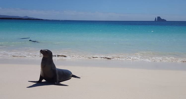 Zeeleeuw die poseert op een strand met turquoise water en een verre rots op de achtergrond.
