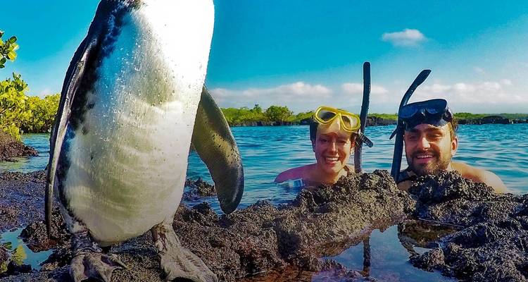 Twee mensen die snorkelen naast een pinguïn op de Galápagoseilanden.