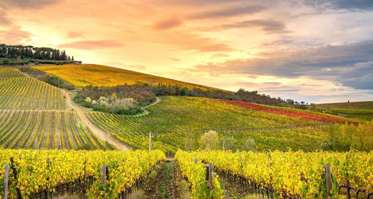 Sanft geschwungene Weinberge mit Herbstfarben unter einem malerischen Himmel.