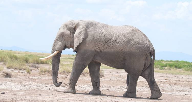 Side profile of a lone African elephant strolling across a dusty savanna plain.
