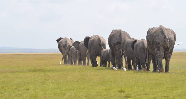 A parade of elephants walks away across an open grassy expanse accompanied by white birds.