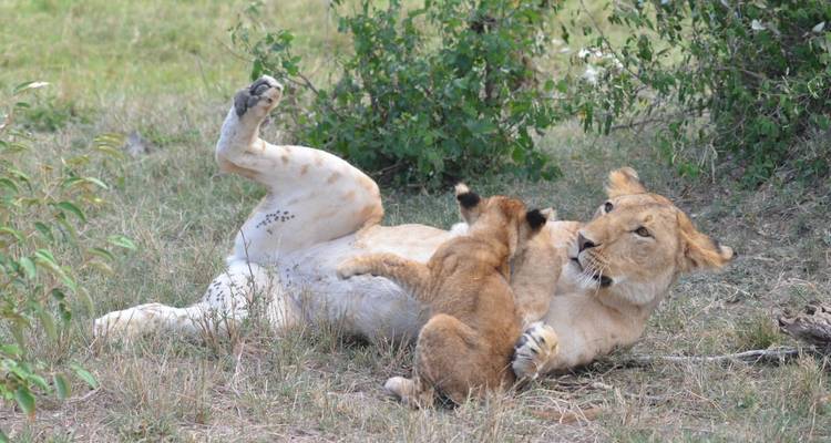 Lioness playfully rolls on her back while a small cub scrambles over her.