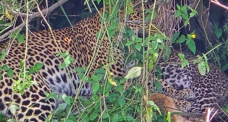 Leopard mother and cubs partially hidden among dense green foliage in the wild