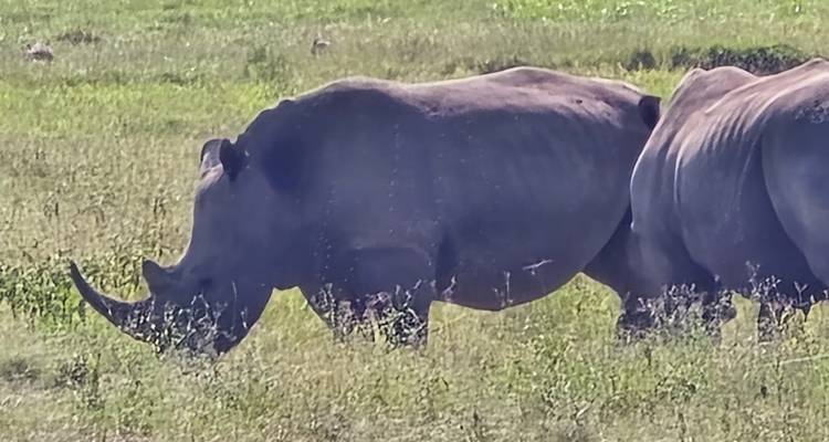 Side view of two large rhinoceroses grazing in an open grassy plain