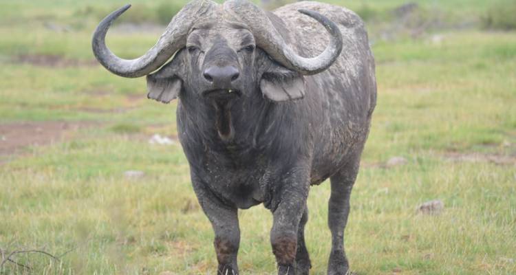 Close frontal view of a Cape buffalo standing alert in grassy habitat.