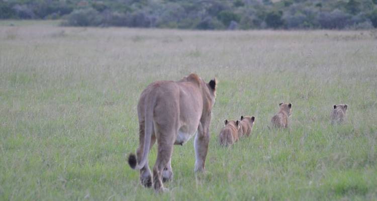 Lioness leading four tiny cubs through tall grass toward the horizon.