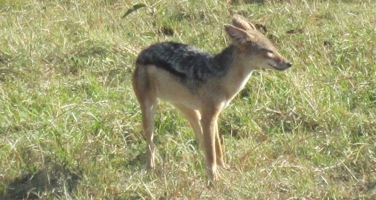 Small jackal or fox standing alone in rough grassland.