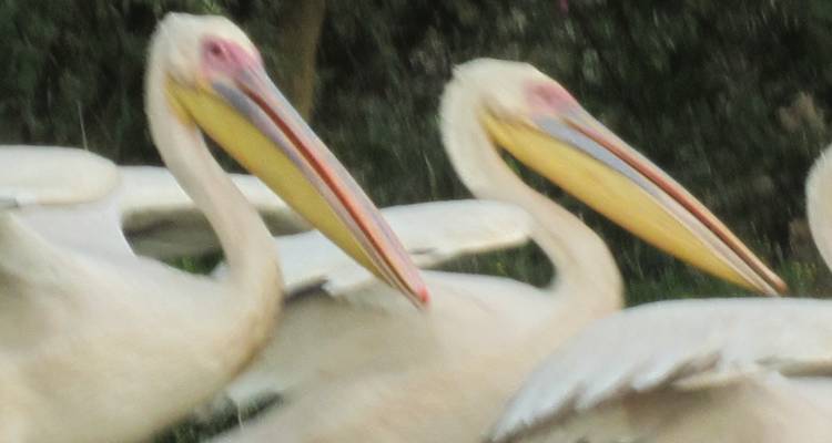 Close-up of two white pelicans with coloured beaks, image noticeably out of focus.