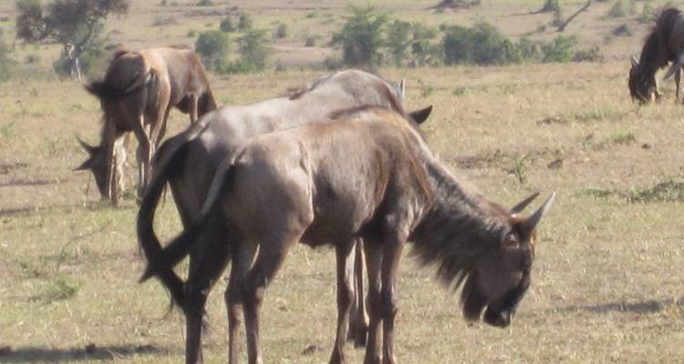 Group of grazing wildebeest on a dry plain in the savanna.