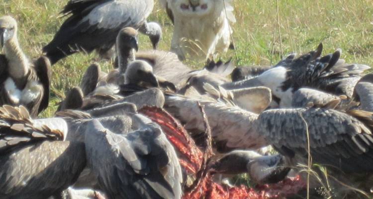 Vultures feeding on a carcass in tall grass.