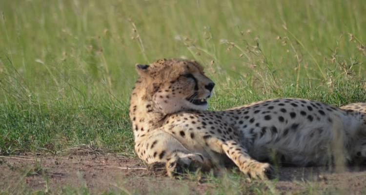 A relaxed cheetah lies in short grass gazing to the side.