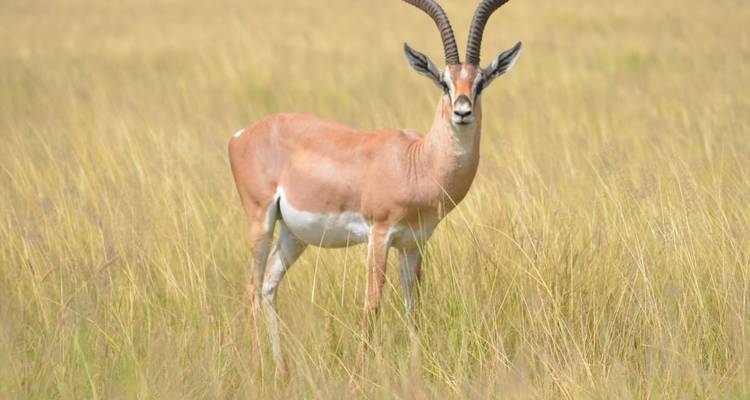 Graceful gazelle with long curved horns stands alert amid tall yellow grass.