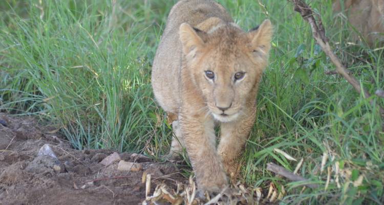 Curious lion cub pads forward through green grass with bright eyes and extended paws.