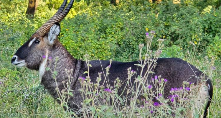 Waterbuck standing alert in tall grass with purple wildflowers in front.