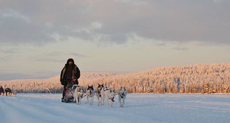 Musher guidant un attelage de huskies à travers une vaste plaine enneigée au crépuscule.