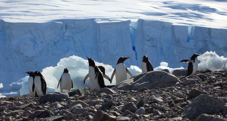 A group of penguins standing on rocky terrain with ice formations in the background.