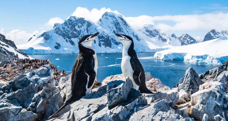 Two penguins standing on rocks with snow-covered mountains and sea in the background.