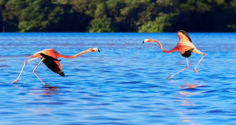 Dos flamencos despegan sobre las vibrantes aguas de la laguna azul en la reserva de Celestun.