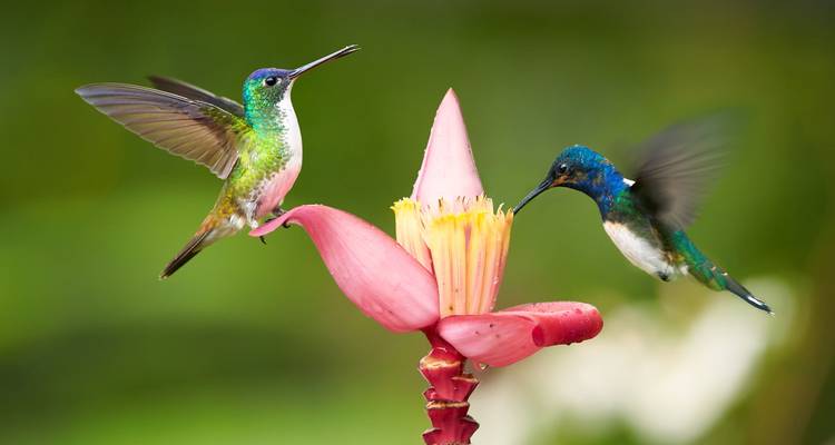Zwei farbenfrohe Kolibris schweben um eine rosa Bananenblüte vor einem üppig grünen Hintergrund.