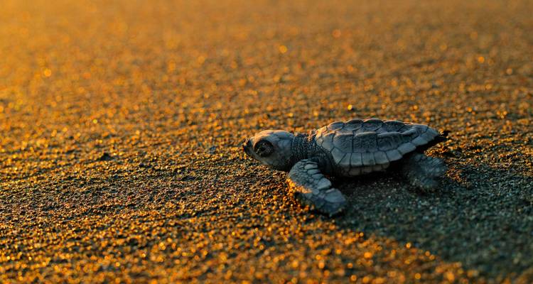 Une tortue de mer nouvellement éclosée rampe sur le sable doré à la lumière chaude du coucher de soleil.