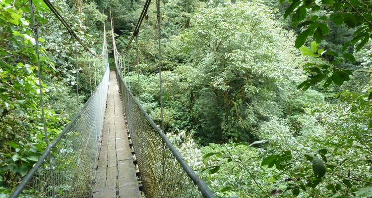 Un étroit pont suspendu en bois s'étend à travers la dense canopée de la forêt de nuages d'émeraude.