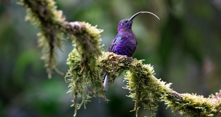 A vivid purple hummingbird with a long curved bill perches on a moss-covered branch.