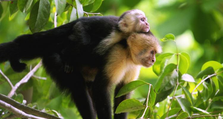 A baby capuchin monkey clings to its mother as they move through leafy jungle branches.