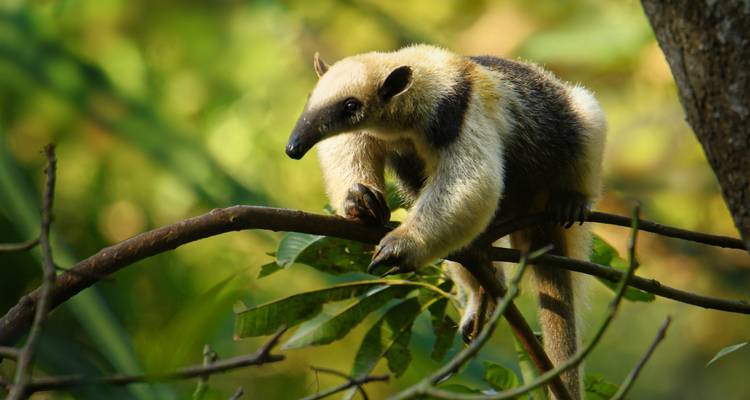 Een tamandua miereneter balanceert op een boomtak midden in het weelderige regenwouddak.