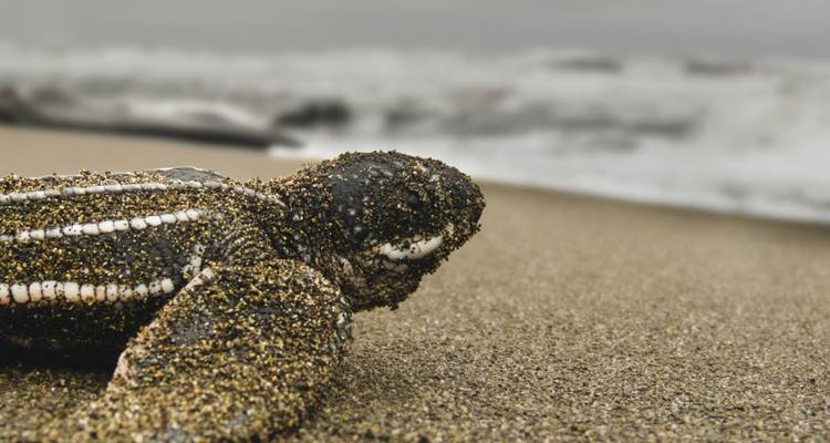 Een met zand bedekt zeeschildpad-jonkie rust uit op een strand met onscherpe branding op de achtergrond.