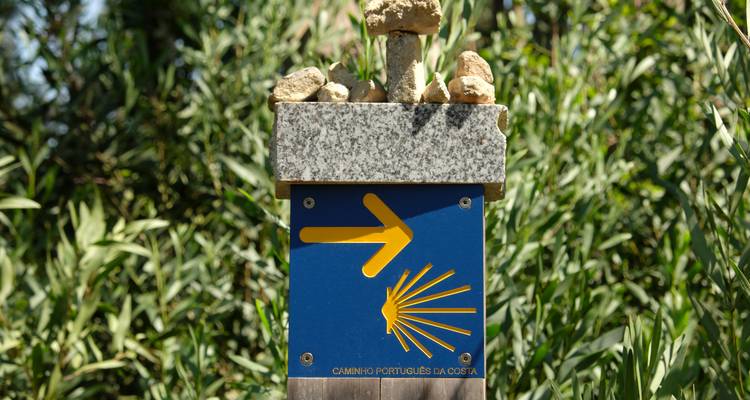 Blue Camino Portuguese da Costa way-marker with yellow arrow and scallop shell amid green vegetation