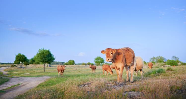 Brown cows grazing on open grassland under a wide blue sky with a dirt track nearby