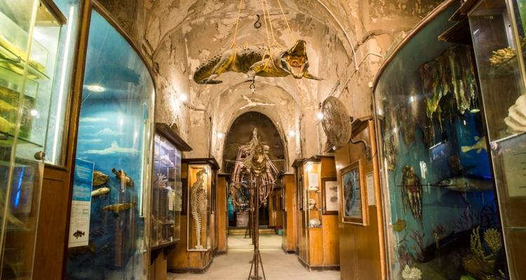 Dekorativer Museumssaal mit Exponaten