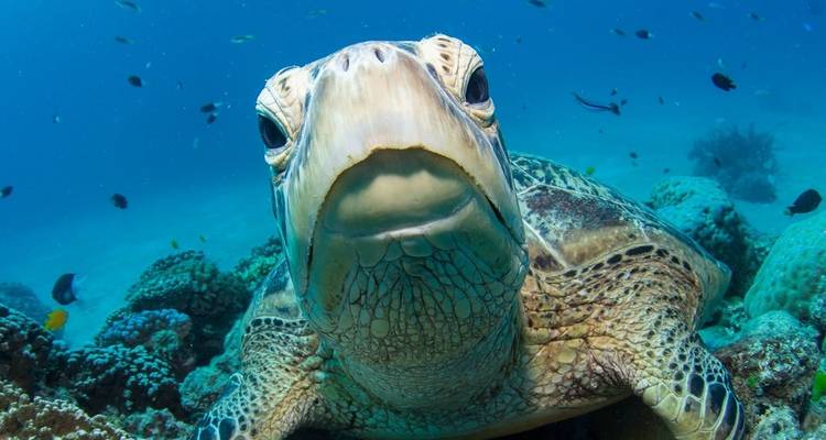 Un gros plan d'une tortue de mer sous l'eau avec des poissons en arrière-plan.