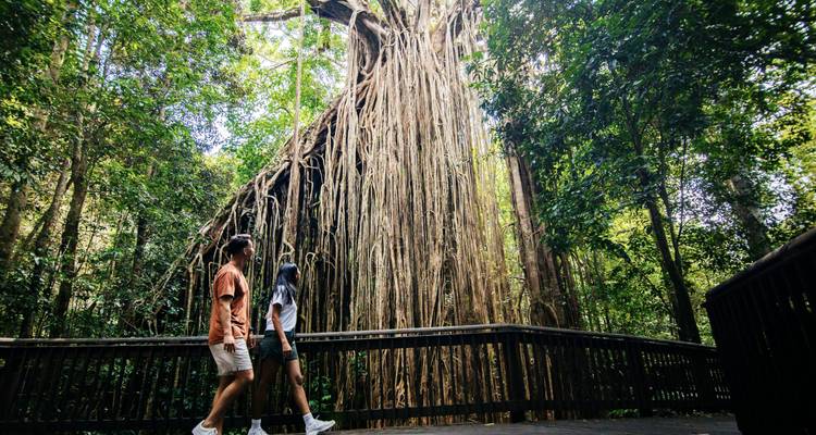 Personas caminando bajo un árbol de grandes raíces aéreas en un bosque.