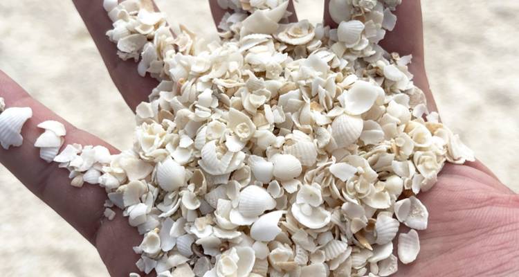 Main tenant de petits coquillages blancs et des fragments de corail.